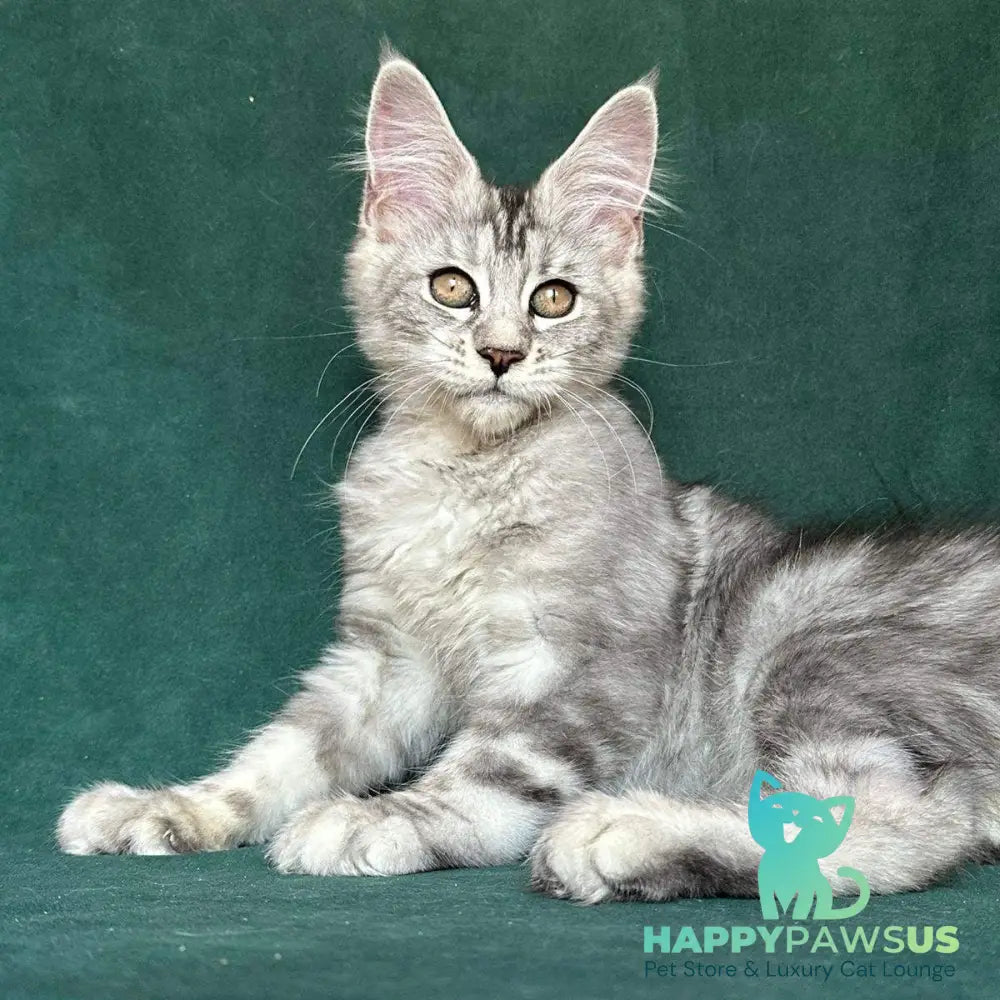 Jalila Maine Coon polydactyl 5x6x6x6 female black silver tabby - live animals