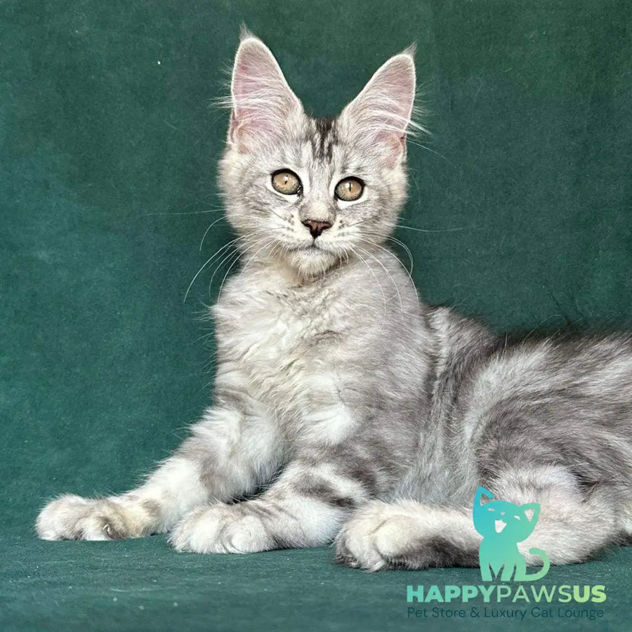 Jalila Maine Coon polydactyl 5x6x6x6 female black silver tabby - live animals