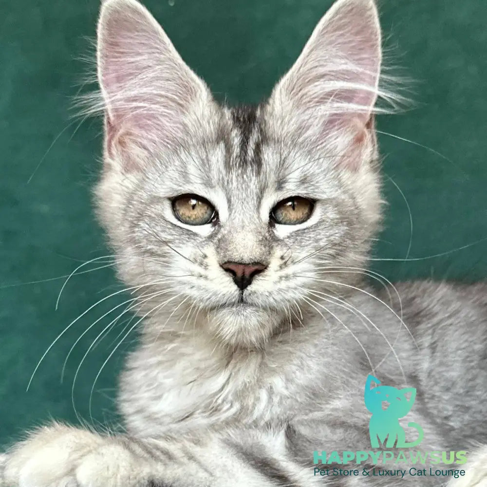 Jalila Maine Coon polydactyl 5x6x6x6 female black silver tabby - live animals