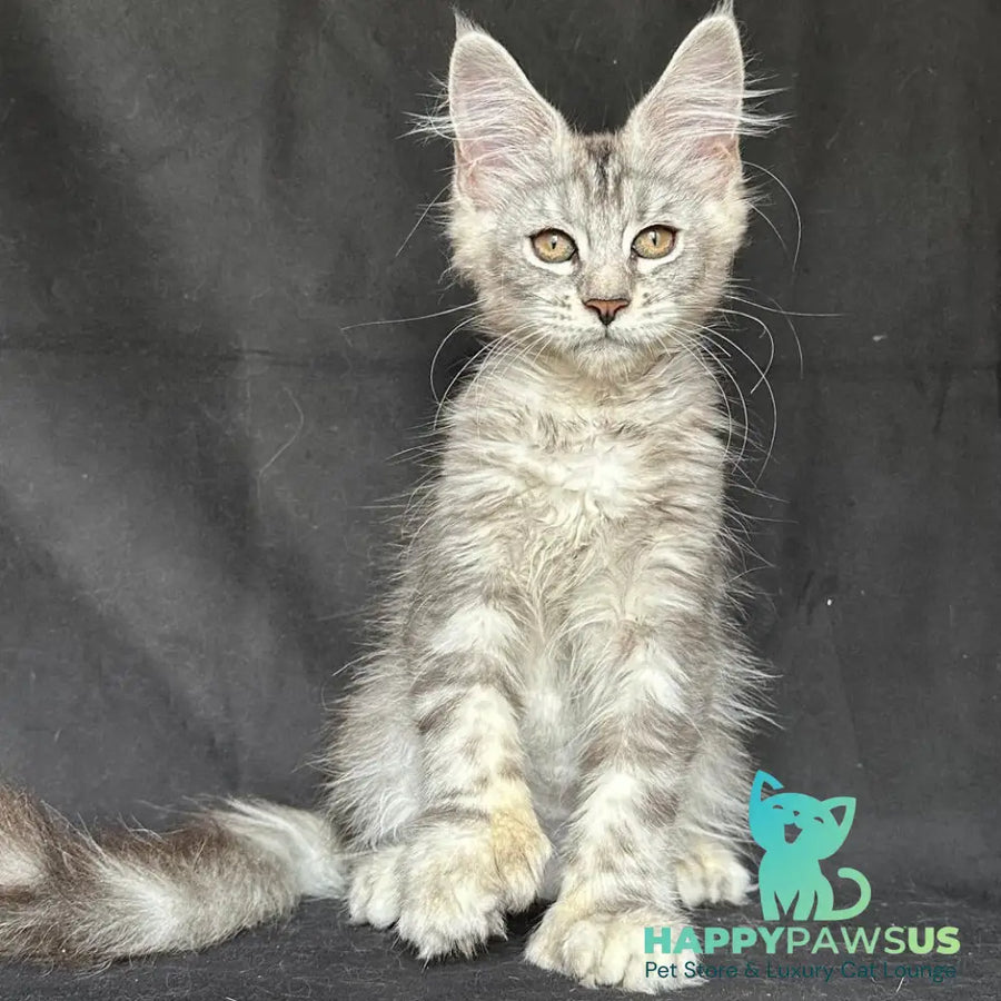 Jalila Maine Coon polydactyl 5x6x6x6 female black silver tabby - live animals