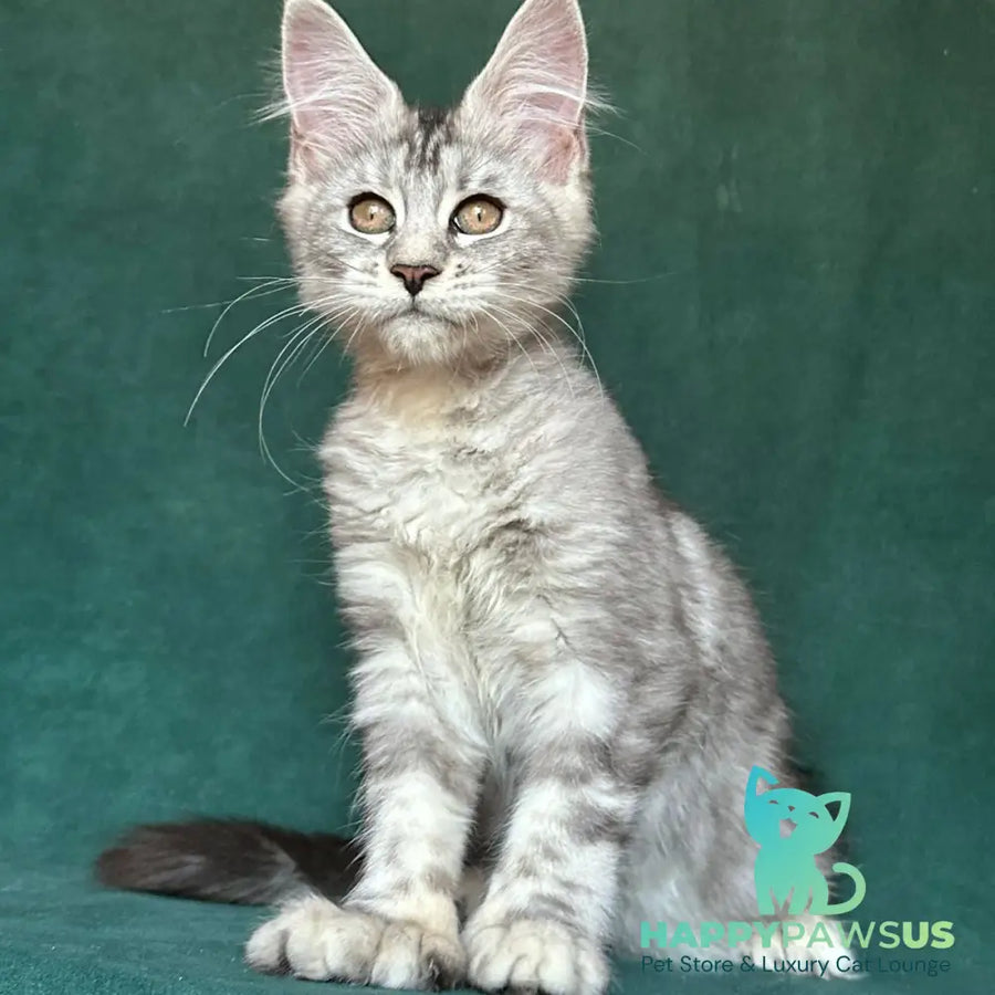 Jalila Maine Coon polydactyl 5x6x6x6 female black silver tabby - live animals