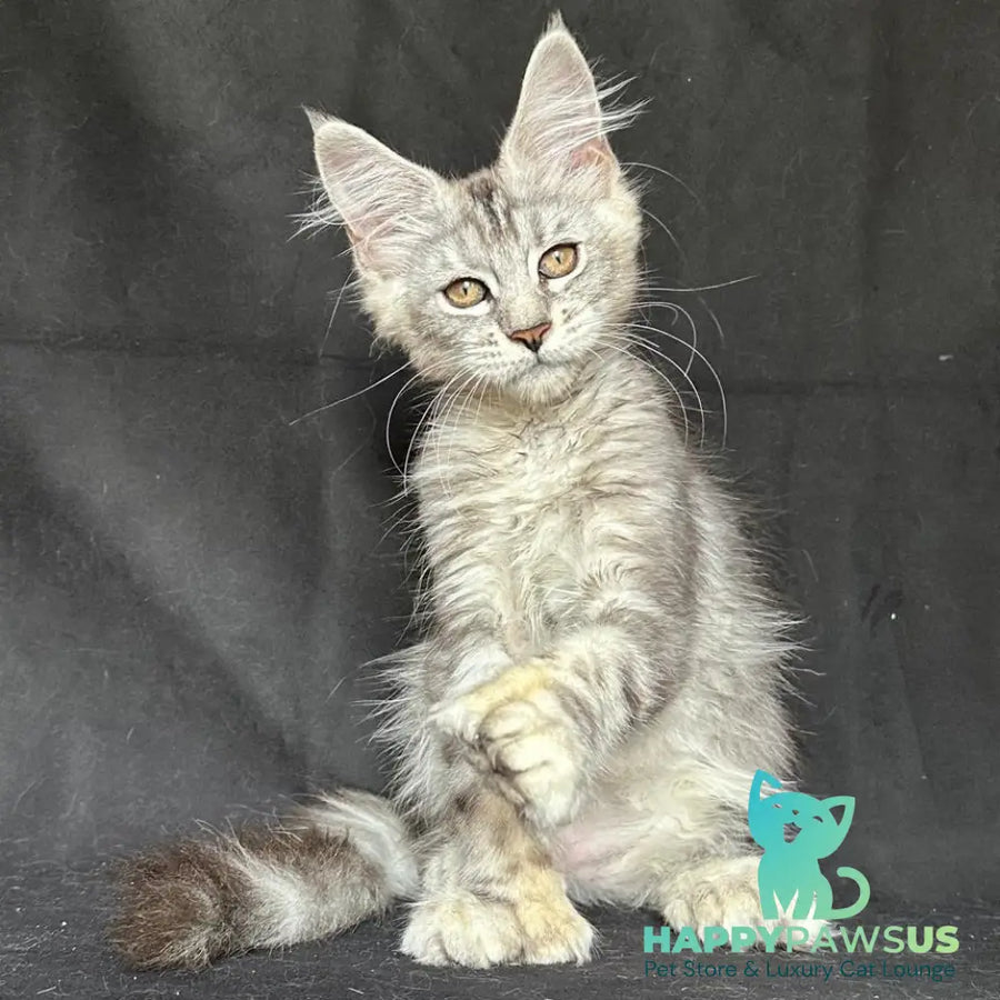 Jalila Maine Coon polydactyl 5x6x6x6 female black silver tabby - live animals