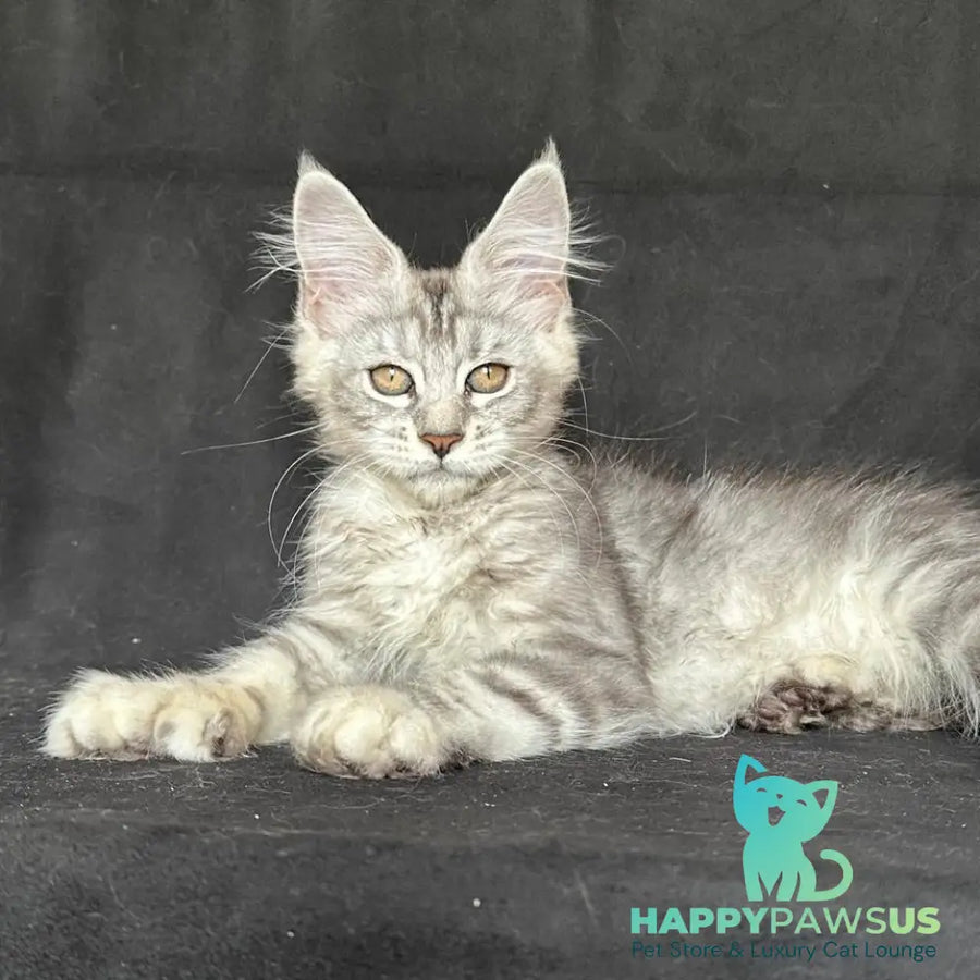 Jalila Maine Coon polydactyl 5x6x6x6 female black silver tabby - live animals