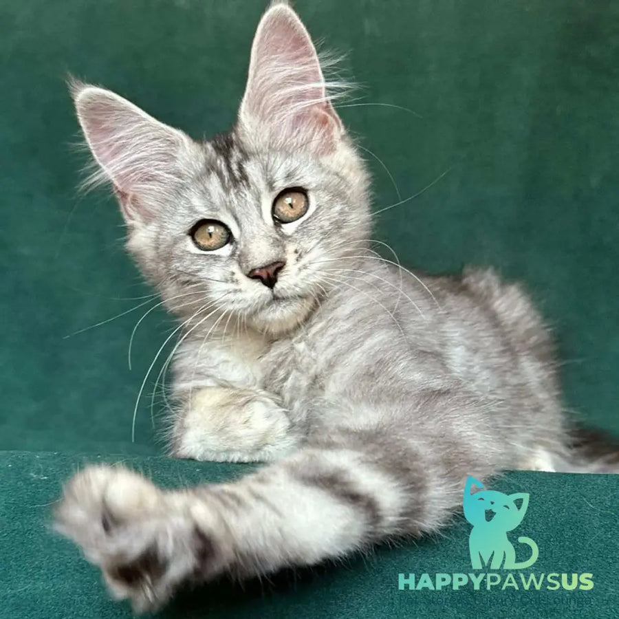Jalila Maine Coon polydactyl 5x6x6x6 female black silver tabby - live animals