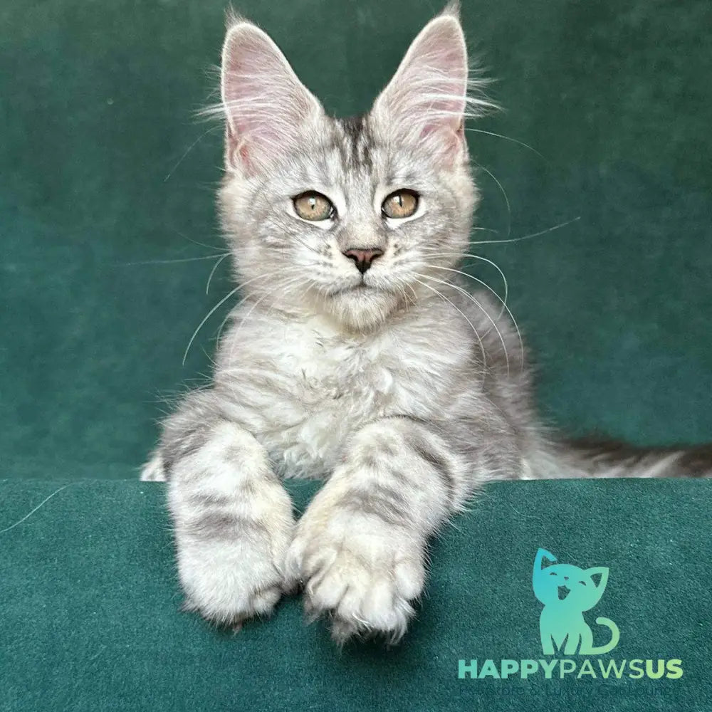 Jalila Maine Coon polydactyl 5x6x6x6 female black silver tabby - live animals