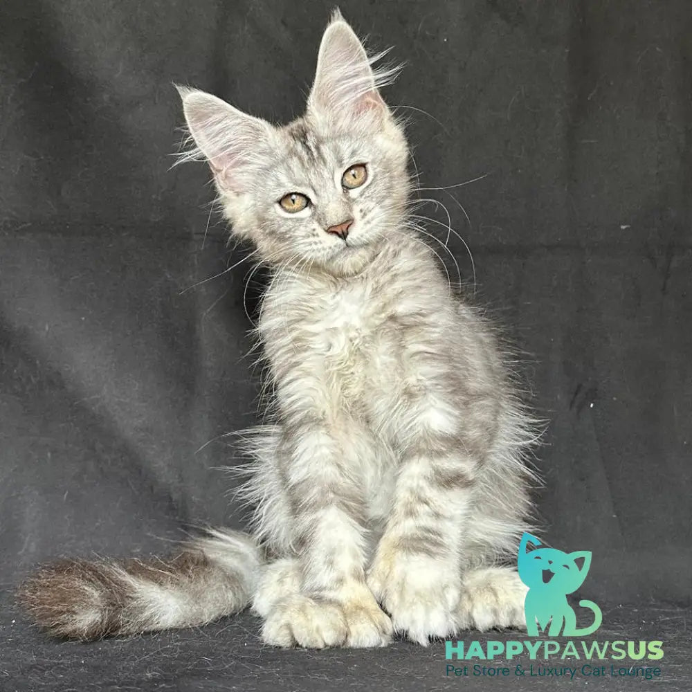 Jalila Maine Coon polydactyl 5x6x6x6 female black silver tabby - live animals