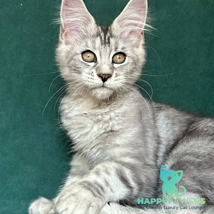 Jalila Maine Coon polydactyl 5x6x6x6 female black silver tabby - live animals
