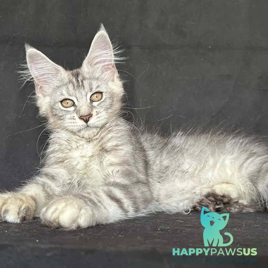 Jalila Maine Coon polydactyl 5x6x6x6 female black silver tabby - live animals