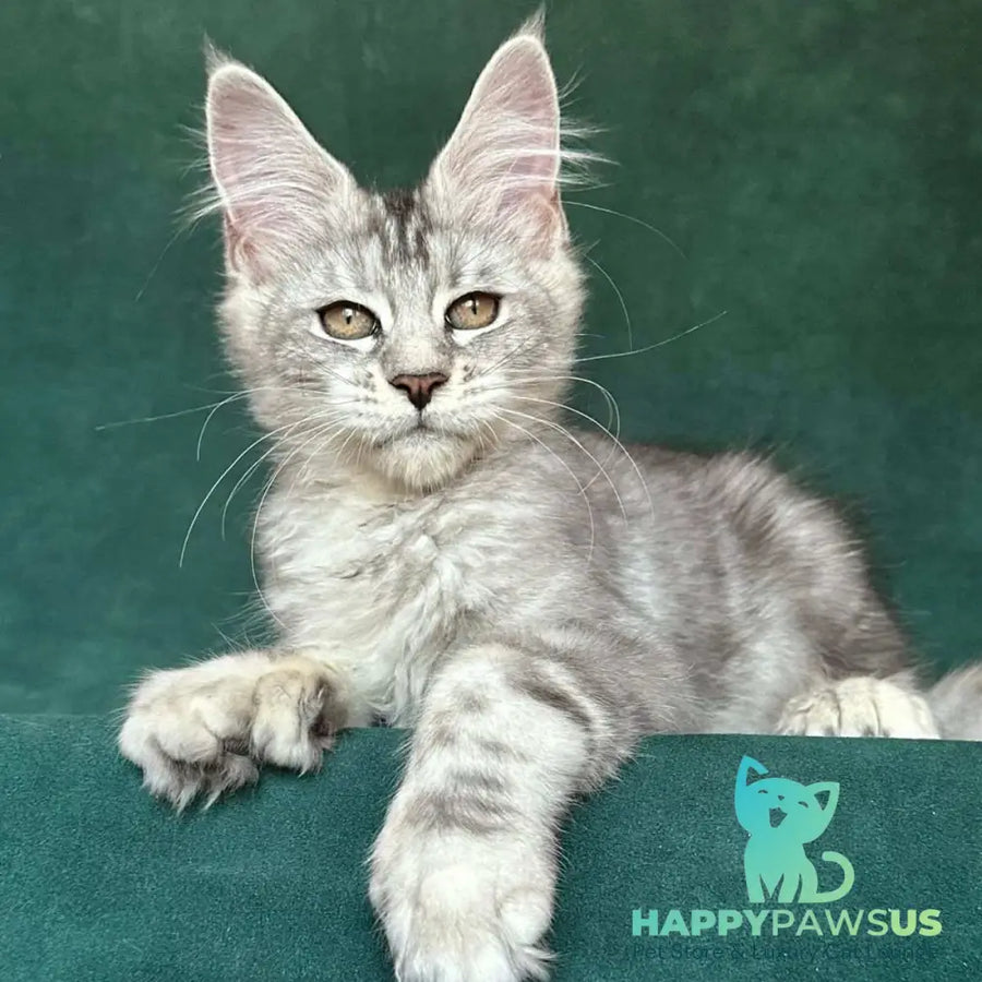 Jalila Maine Coon polydactyl 5x6x6x6 female black silver tabby - live animals