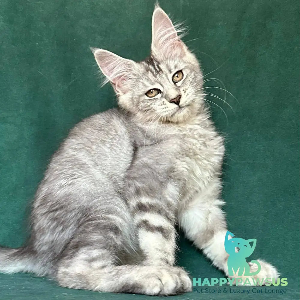 Jalila Maine Coon polydactyl 5x6x6x6 female black silver tabby - live animals