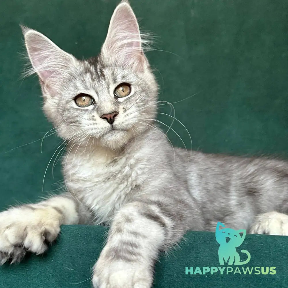 Jalila Maine Coon polydactyl 5x6x6x6 female black silver tabby - live animals