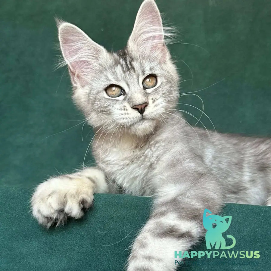 Jalila Maine Coon polydactyl 5x6x6x6 female black silver tabby - live animals