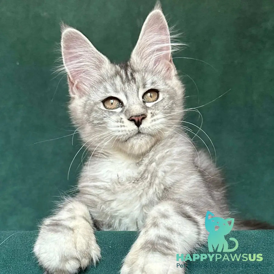 Jalila Maine Coon polydactyl 5x6x6x6 female black silver tabby - live animals