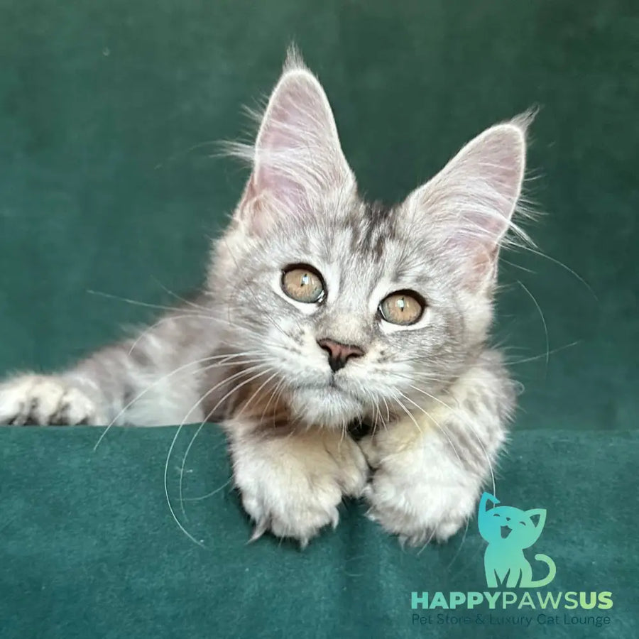 Jalila Maine Coon polydactyl 5x6x6x6 female black silver tabby - live animals