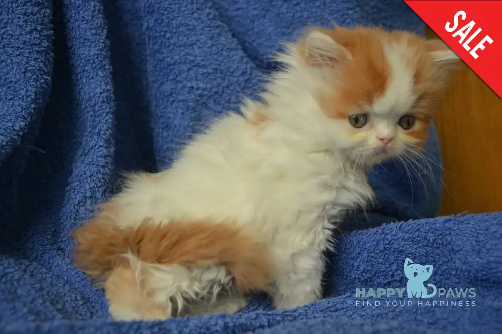 Jam Scottish Straight male red tabby harlequin live animals