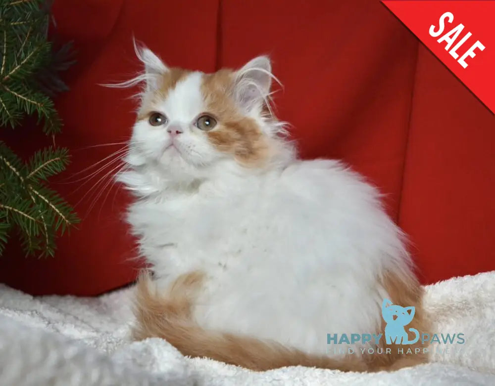 Jam Scottish Straight male red tabby harlequin live animals