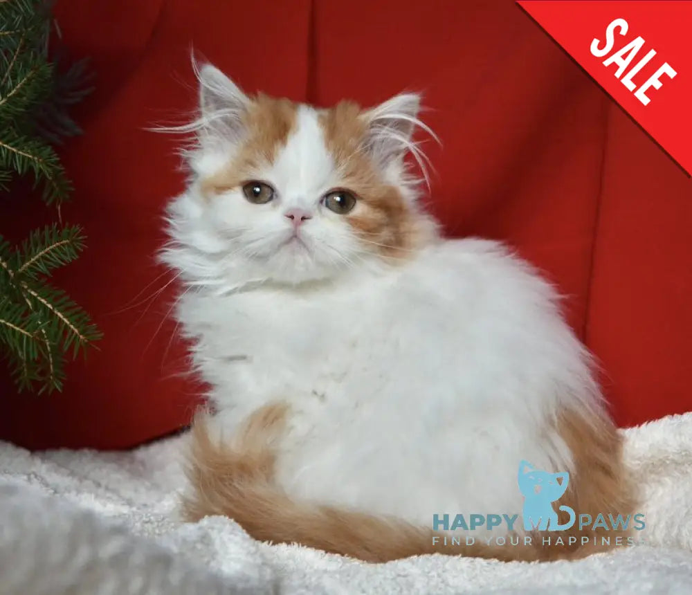 Jam Scottish Straight male red tabby harlequin live animals