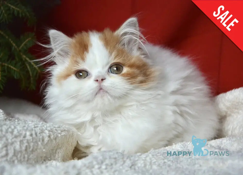 Jam Scottish Straight male red tabby harlequin live animals