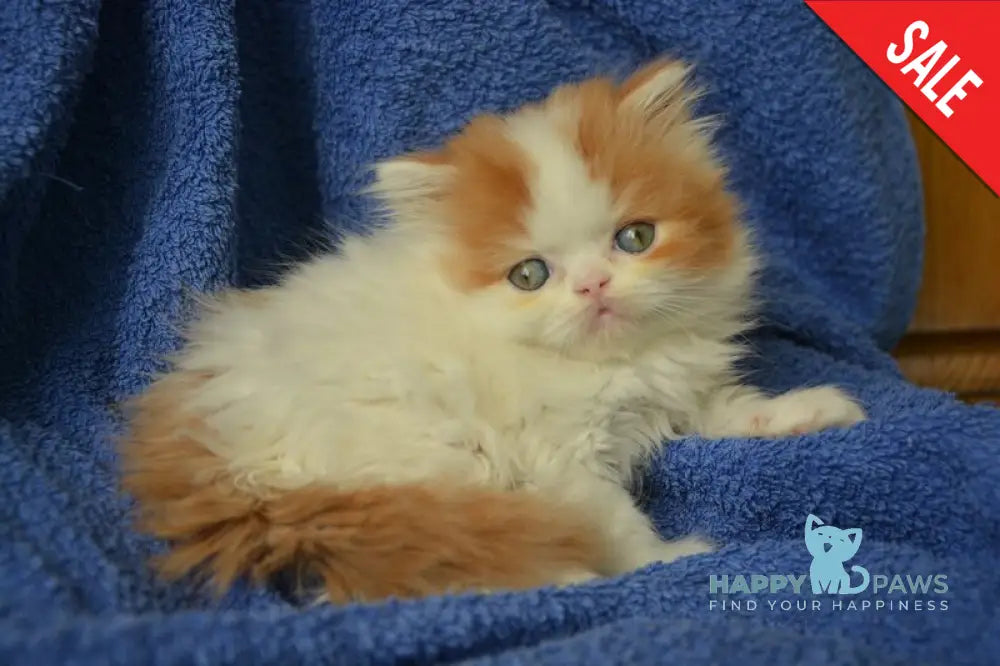 Jam Scottish Straight male red tabby harlequin live animals