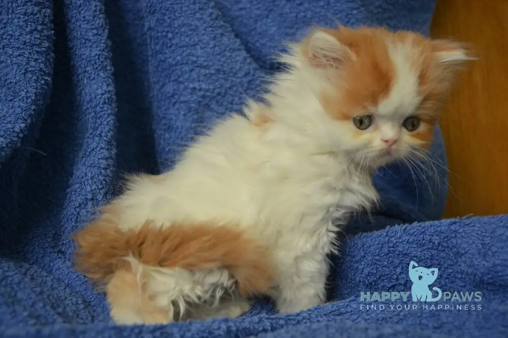 Jam Scottish Straight male red tabby harlequin live animals