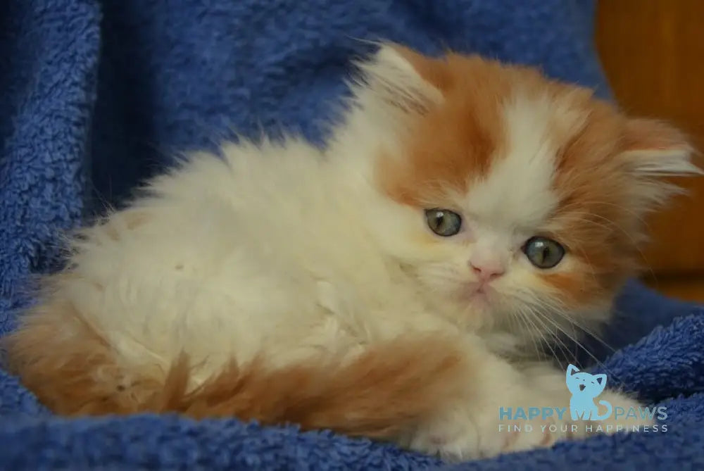 Jam Scottish Straight male red tabby harlequin live animals