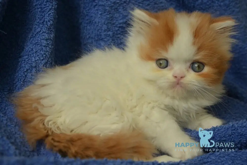 Jam Scottish Straight male red tabby harlequin live animals