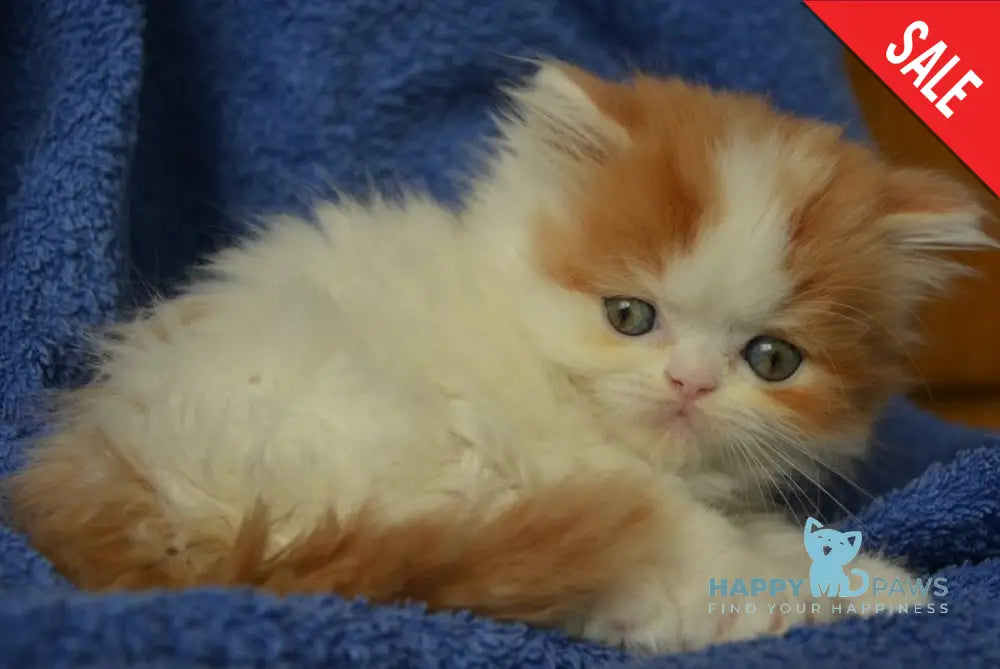 Jam Scottish Straight male red tabby harlequin live animals