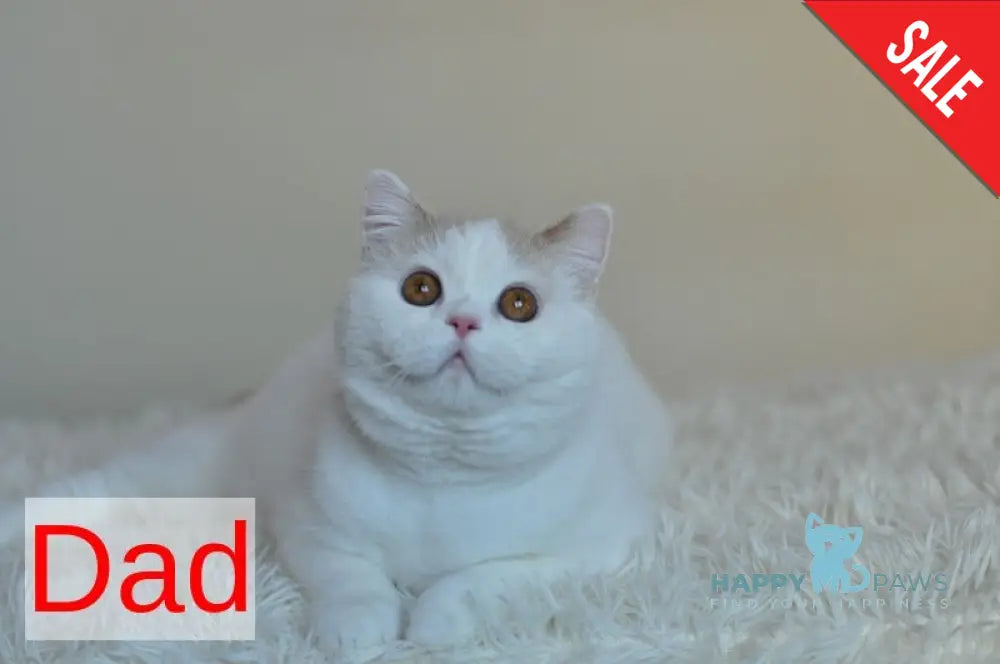 Jam Scottish Straight male red tabby harlequin live animals