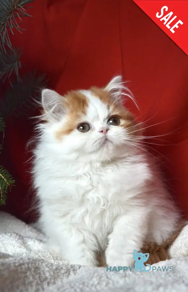 Jam Scottish Straight male red tabby harlequin live animals