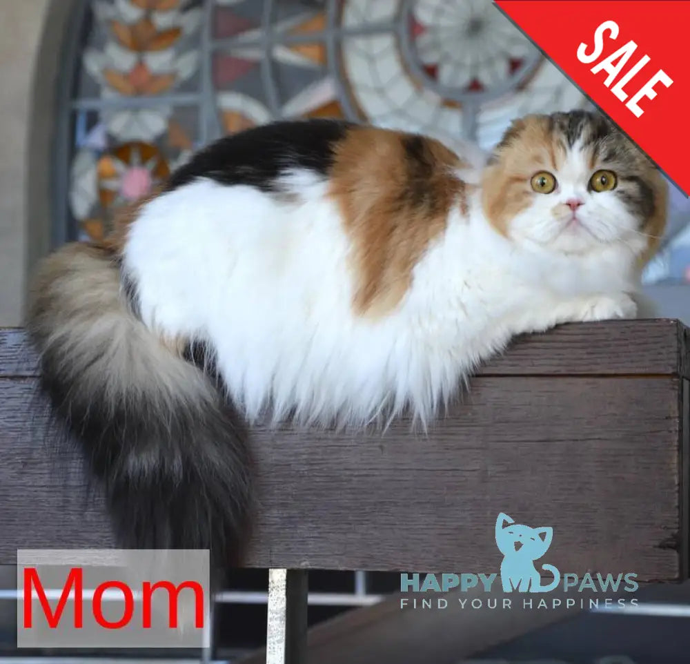 Jam Scottish Straight male red tabby harlequin live animals