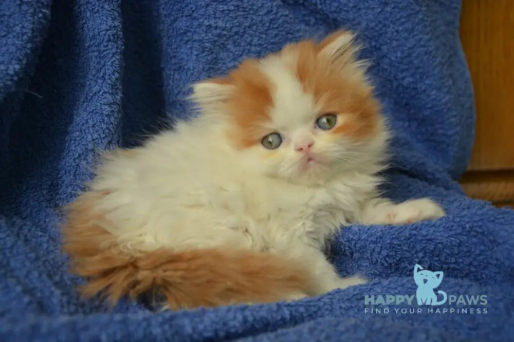 Jam Scottish Straight male red tabby harlequin live animals