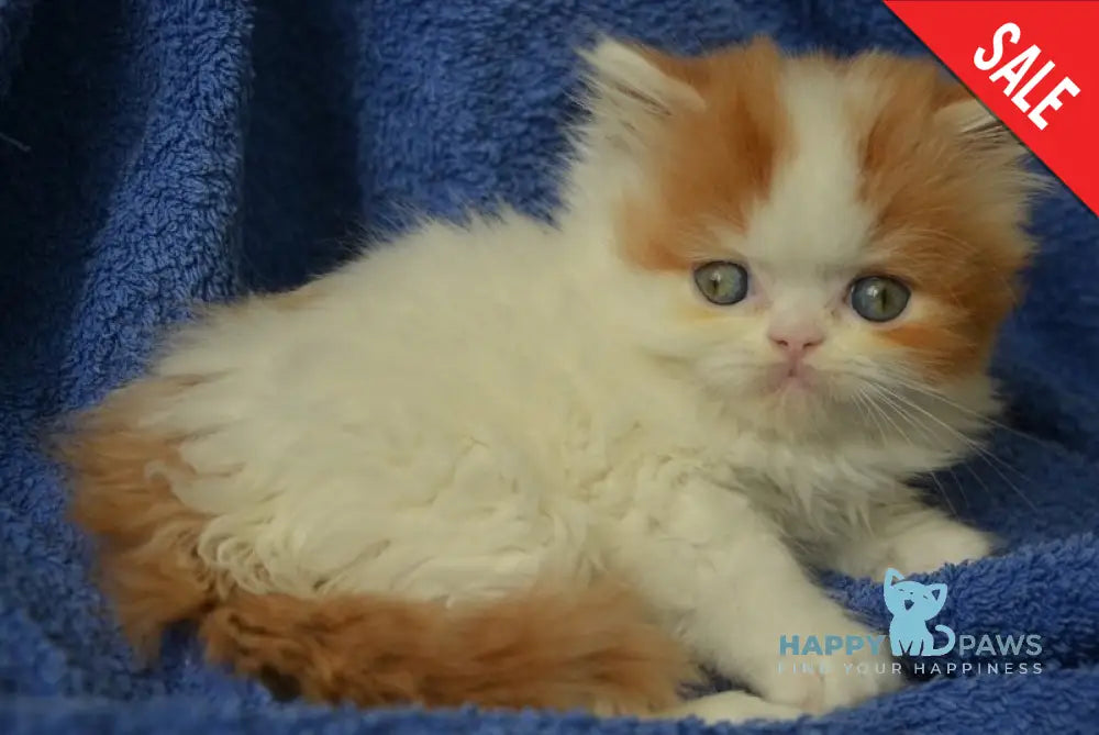 Jam Scottish Straight male red tabby harlequin live animals