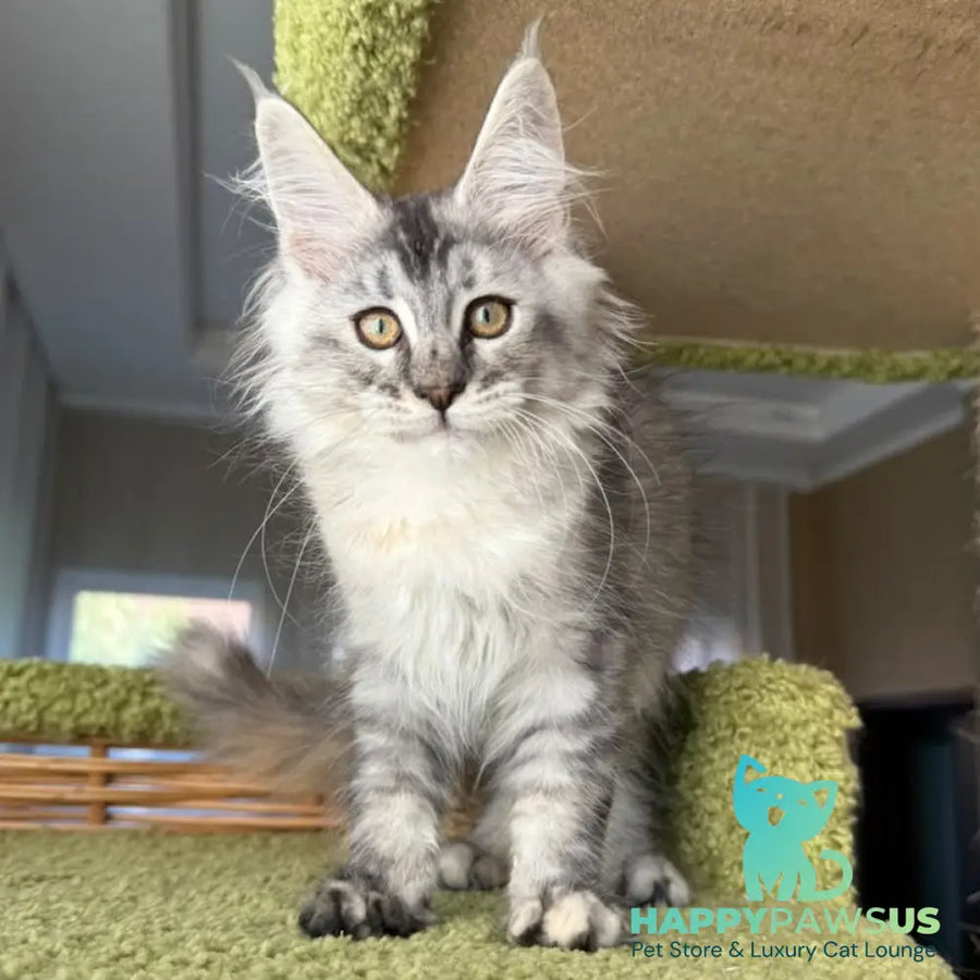 Jamaica Maine Coon female black tortie silver ticked tabby - live animals