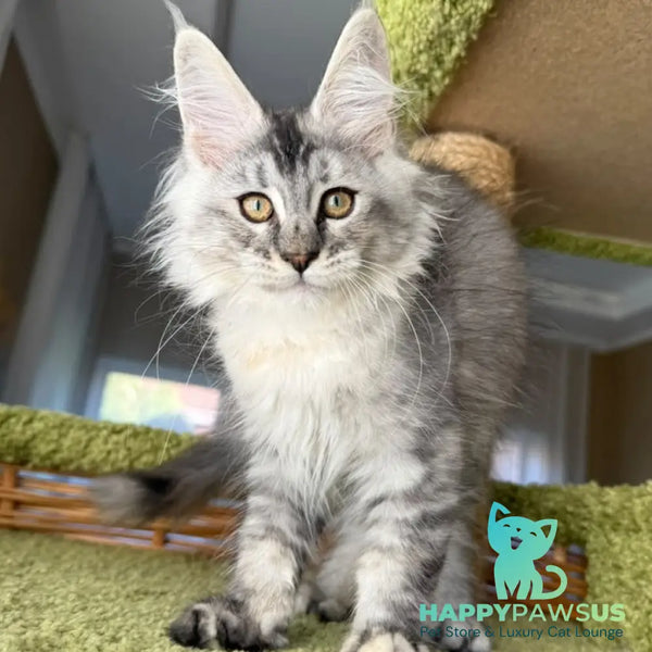 Jamaica Maine Coon female black tortie silver ticked tabby - live animals