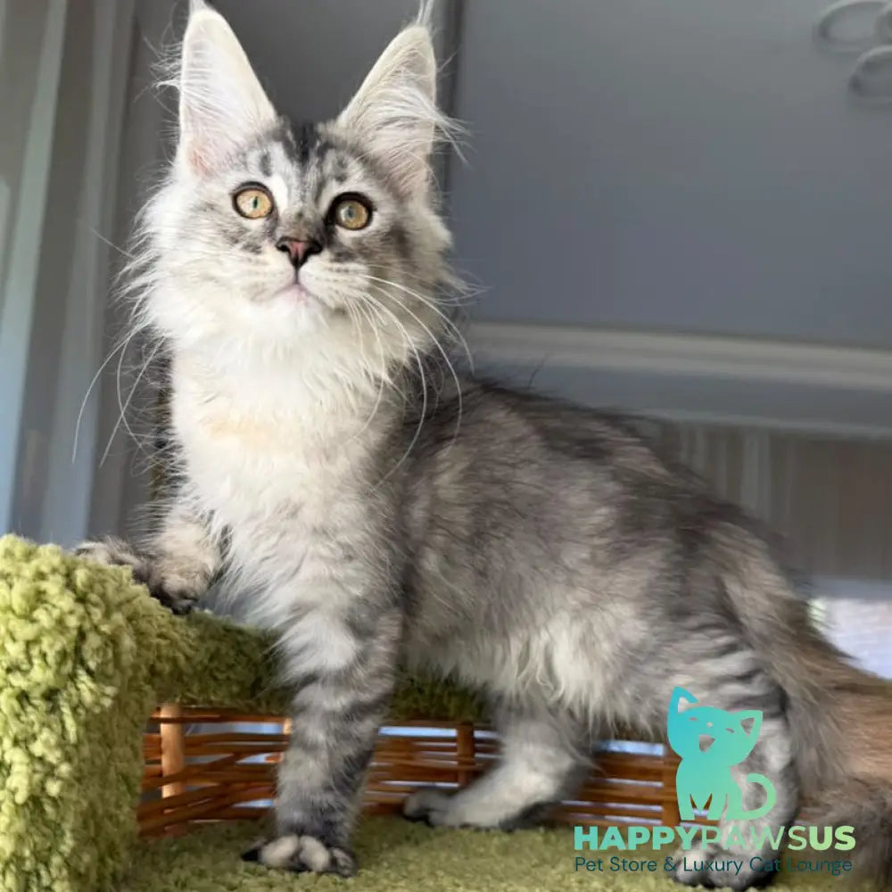 Jamaica Maine Coon female black tortie silver ticked tabby - live animals