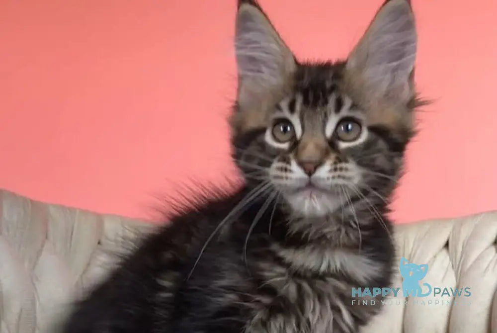Jamaica Maine Coon male black tabby live animals