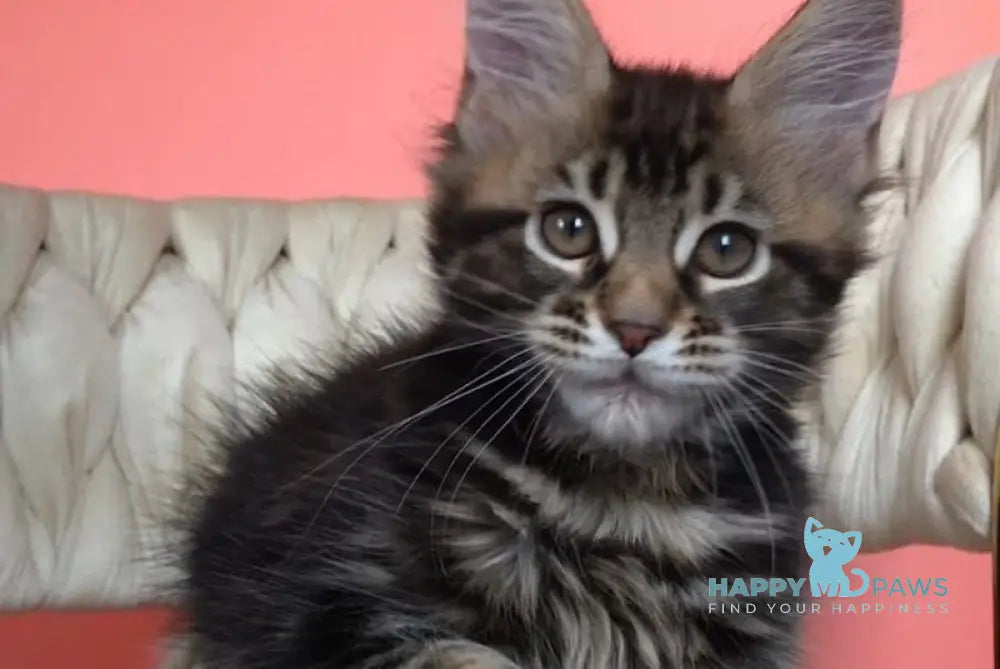 Jamaica Maine Coon male black tabby live animals