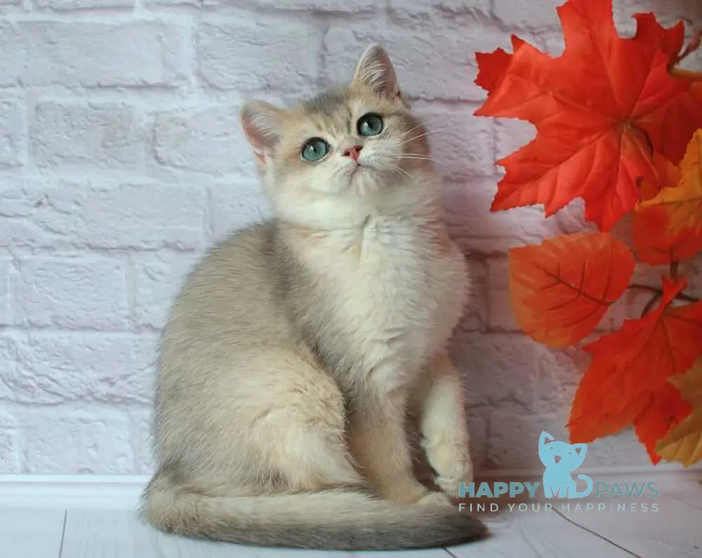 Jamal British Shorthair male blue golden shaded live animals