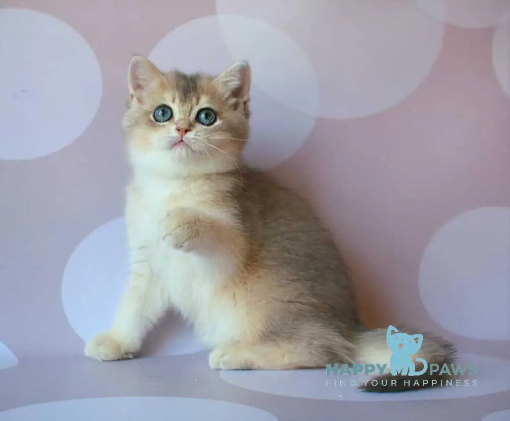 Jamal British Shorthair male blue golden shaded live animals