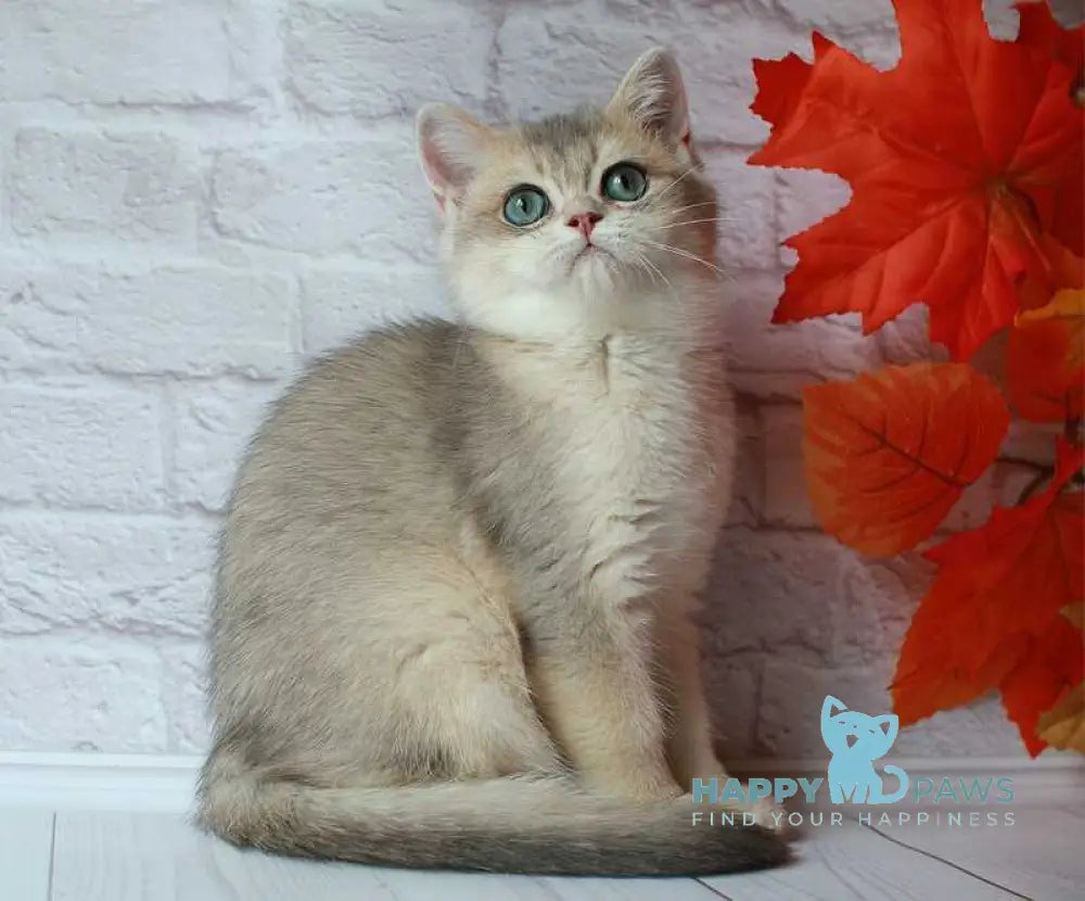 Jamal British Shorthair male blue golden shaded live animals