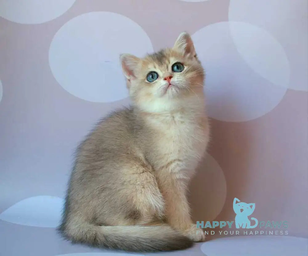 Jamal British Shorthair male blue golden shaded live animals