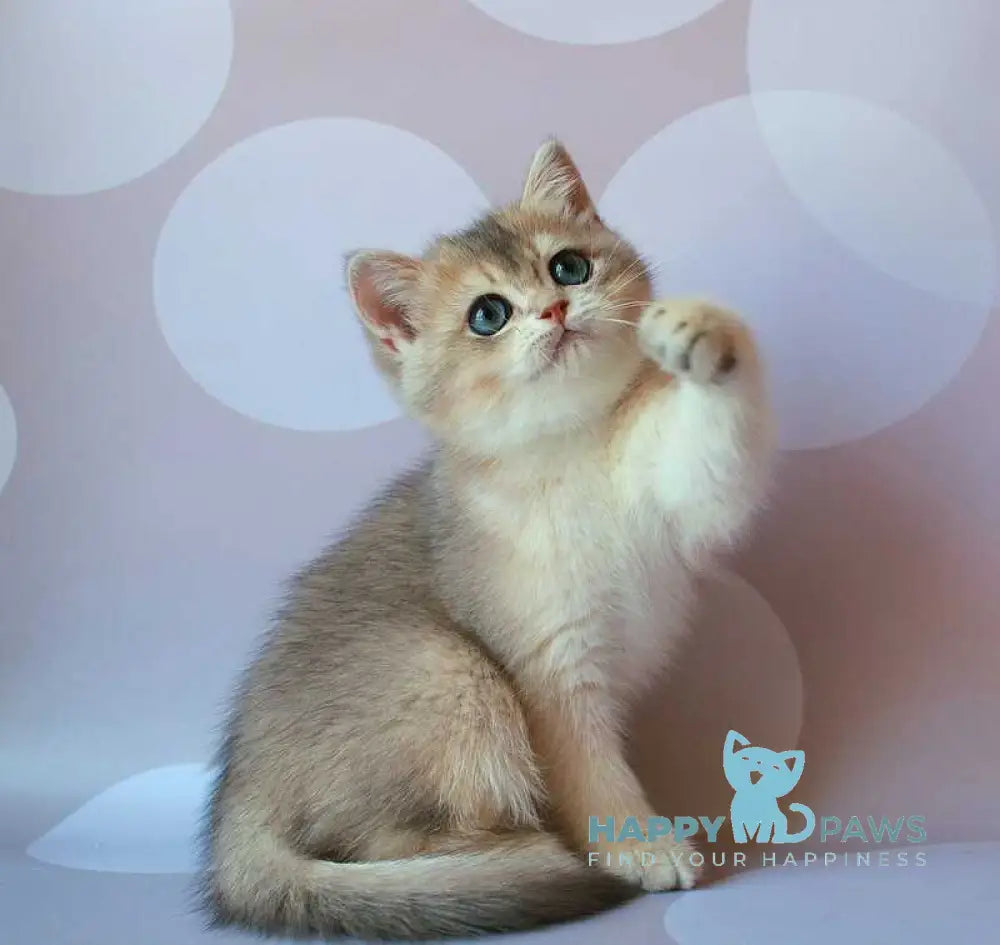 Jamal British Shorthair male blue golden shaded live animals