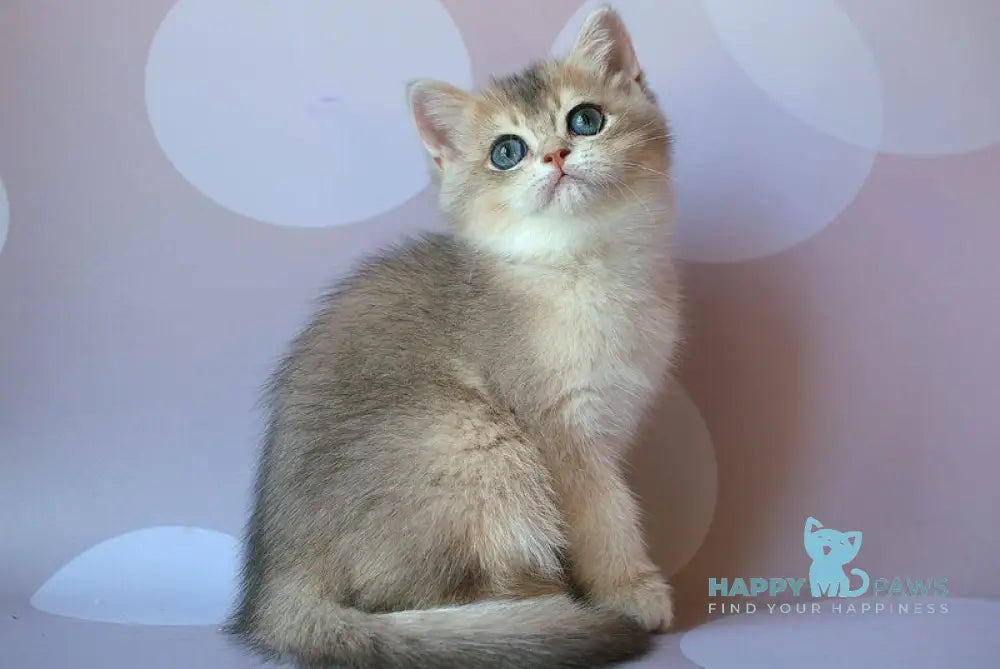 Jamal British Shorthair male blue golden shaded live animals