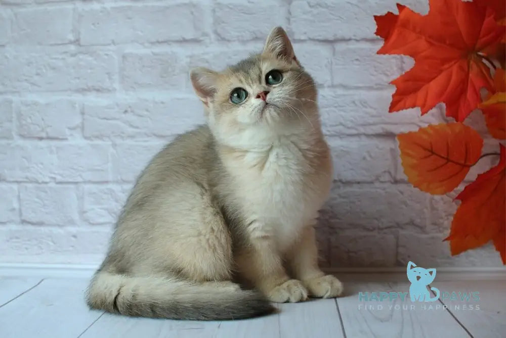 Jamal British Shorthair male blue golden shaded live animals