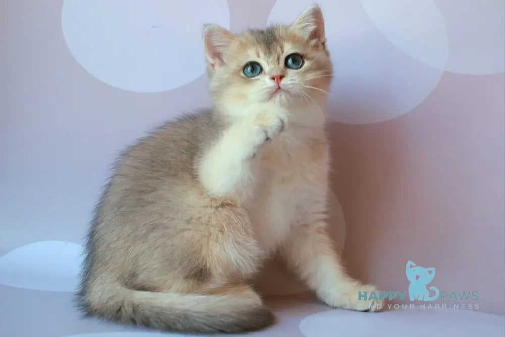 Jamal British Shorthair male blue golden shaded live animals