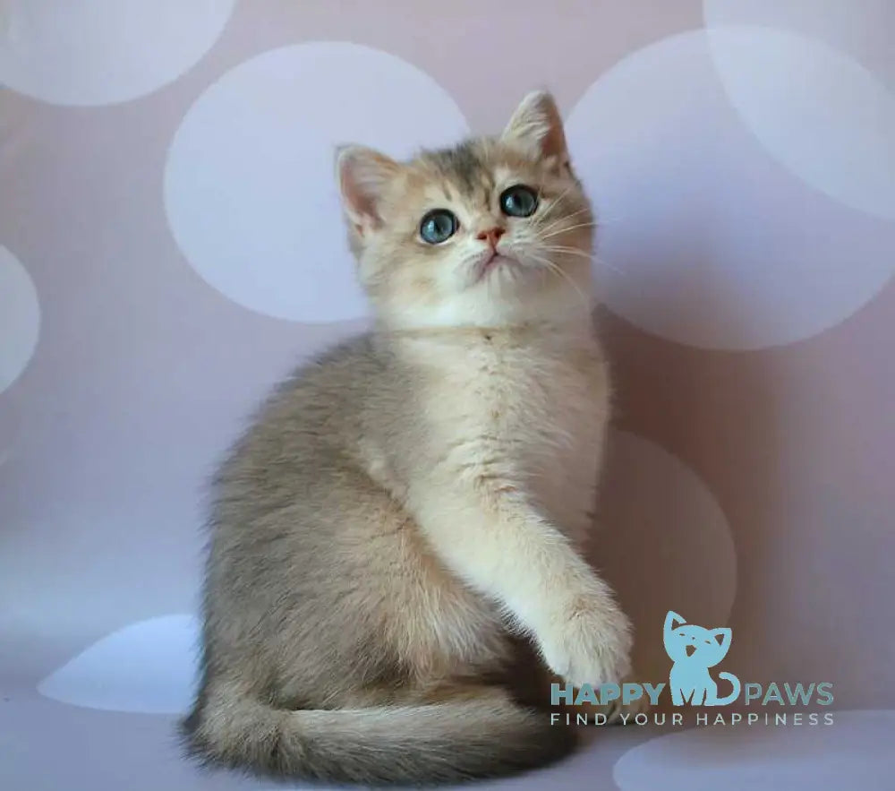 Jamal British Shorthair male blue golden shaded live animals