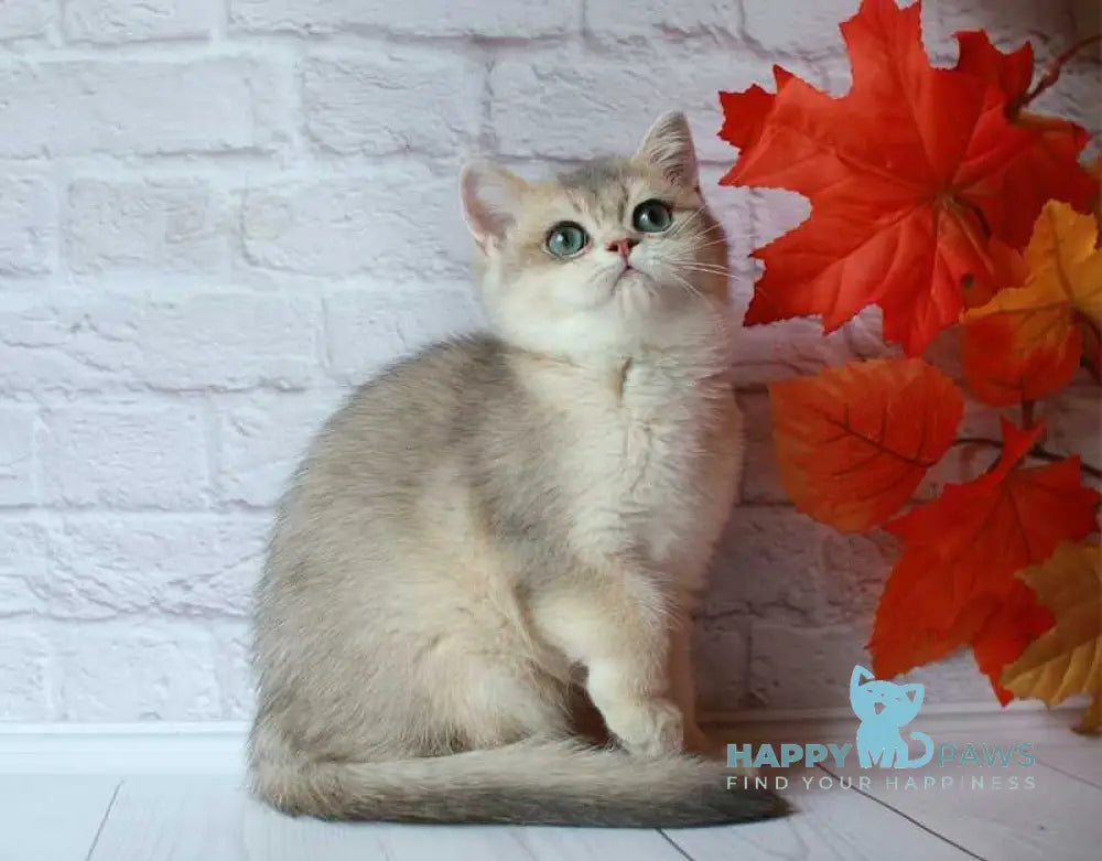 Jamal British Shorthair male blue golden shaded live animals