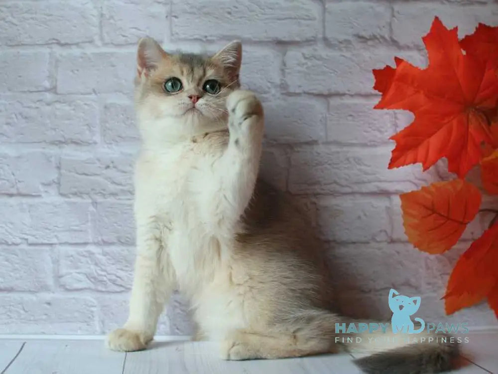 Jamal British Shorthair male blue golden shaded live animals