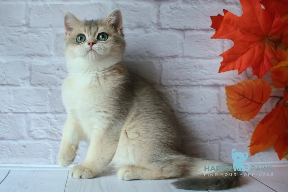 Jamal British Shorthair male blue golden shaded live animals