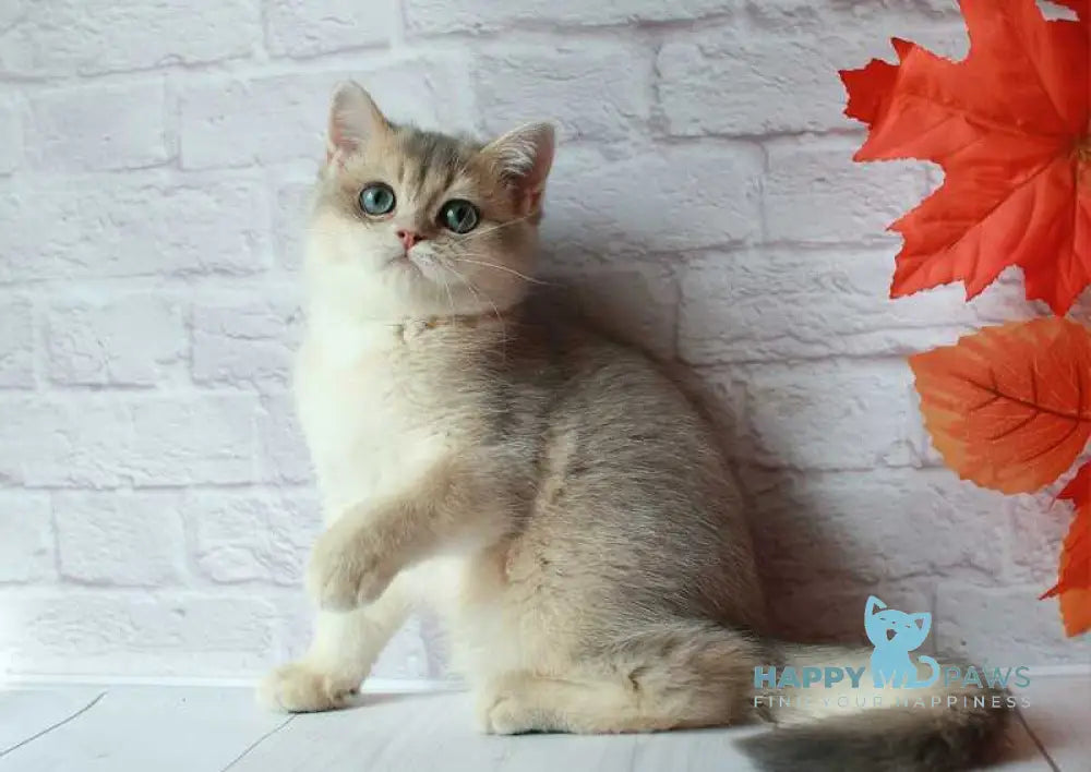 Jamal British Shorthair male blue golden shaded live animals